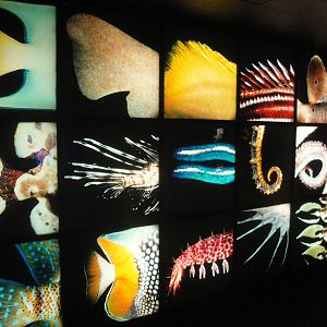 "Tails" Wall Display