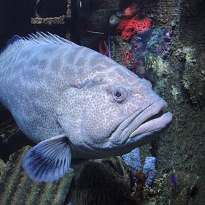 Black Grouper