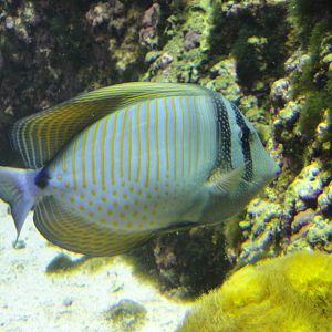 Desjardin's Sailfin Tang