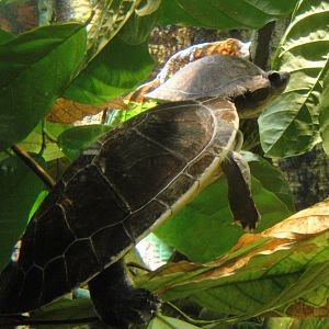 Red-headed Amazon River Turtle