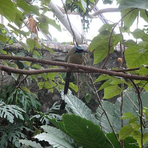 Blue-crowned Motmot