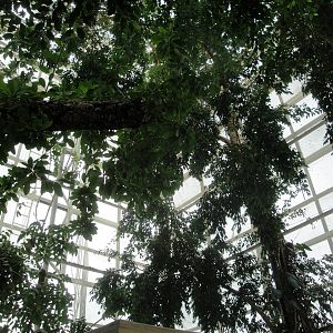 Upland Tropical Rain Forest Exhibit