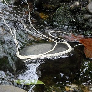 Smooth-sided Toad Eggs