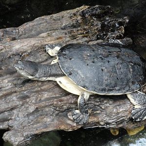 Spot-bellied Side-necked Turtle
