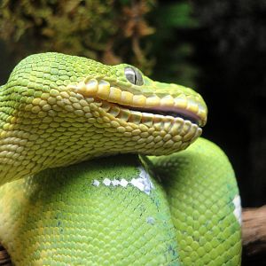 Emerald Tree Boa