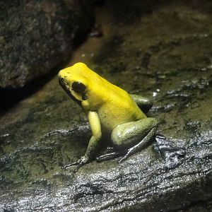Black-legged Dart Frog