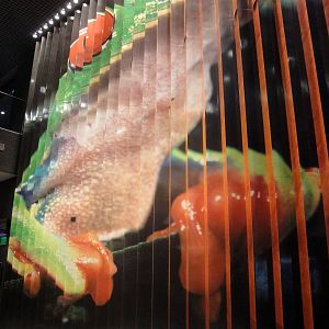 Red-eyed Tree Frog Wall Display