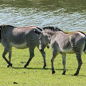 Grevy's zebra; Marwell; 22nd April 2011