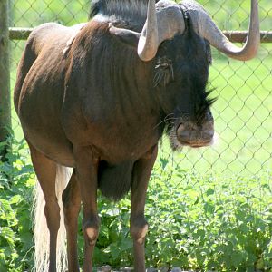 White-tailed gnu; Marwell; 22nd April 2011