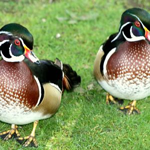 Carolina wood ducks; Barn Elms; 25th April 2011