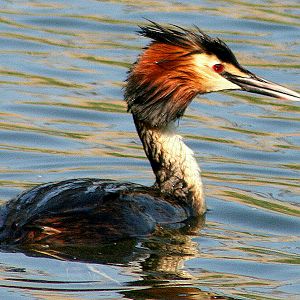 Great crested grebe; Barn Elms; 25th April 2011