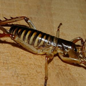 Wellington tree weta (Hemideina crassidens)