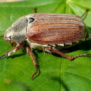 Melolontha melolontha