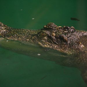 Siamese Crocodile