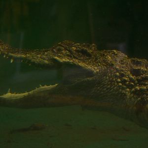 Siamese crocodile