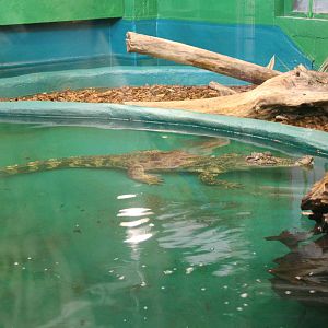Siamese crocodile enclosure