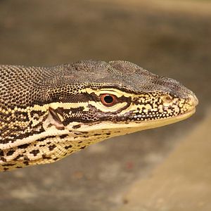 Gould's monitor