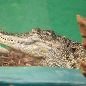 Siamese crocodile