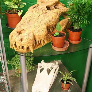 Crocodile skull display