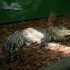 American alligator