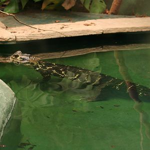 Black caiman
