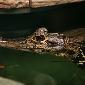 Black caiman