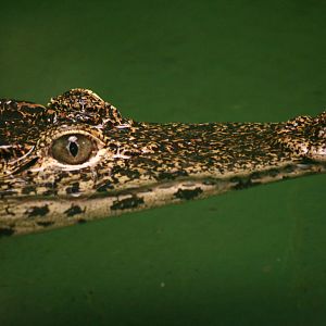 Cuban crocodile