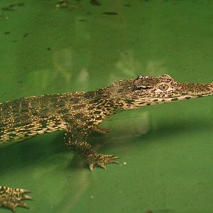 Cuban crocodile
