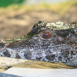 Schneider's dwarf caiman