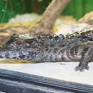 Schneider's dwarf caiman