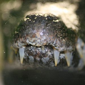 Schneider's dwarf caiman