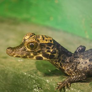 Young West African dwarf crocodile