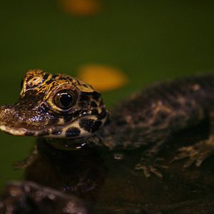 Young West African dwarf crocodile