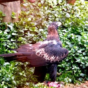 Trowunna Wildlife Park