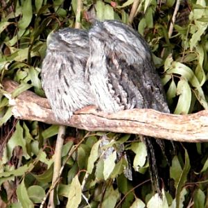 Trowunna Wildlife Park