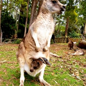 Trowunna Wildlife Park