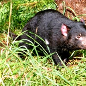 Trowunna Wildlife Park