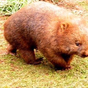 Trowunna Wildlife Park