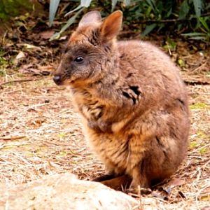 Trowunna Wildlife Park