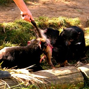 Trowunna Wildlife Park