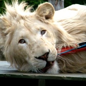 ZooDoo Wildlife Park