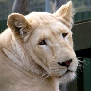 ZooDoo Wildlife Park