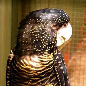 ZooDoo Wildlife Park