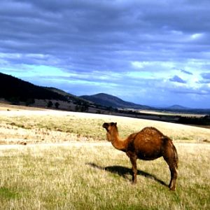 ZooDoo Wildlife Park