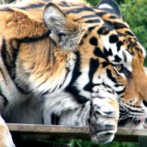 ZooDoo Wildlife Park