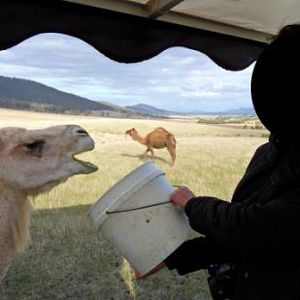 ZooDoo Wildlife Park