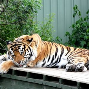 ZooDoo Wildlife Park