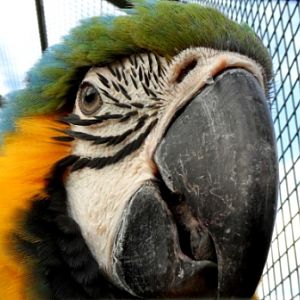 ZooDoo Wildlife Park