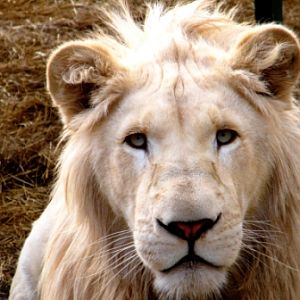 ZooDoo Wildlife Park