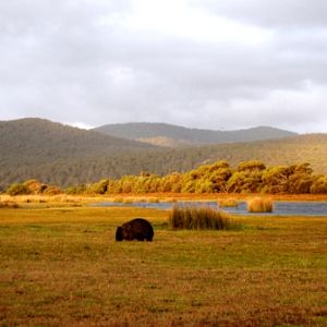 Narawntapu National Park, Tasmania